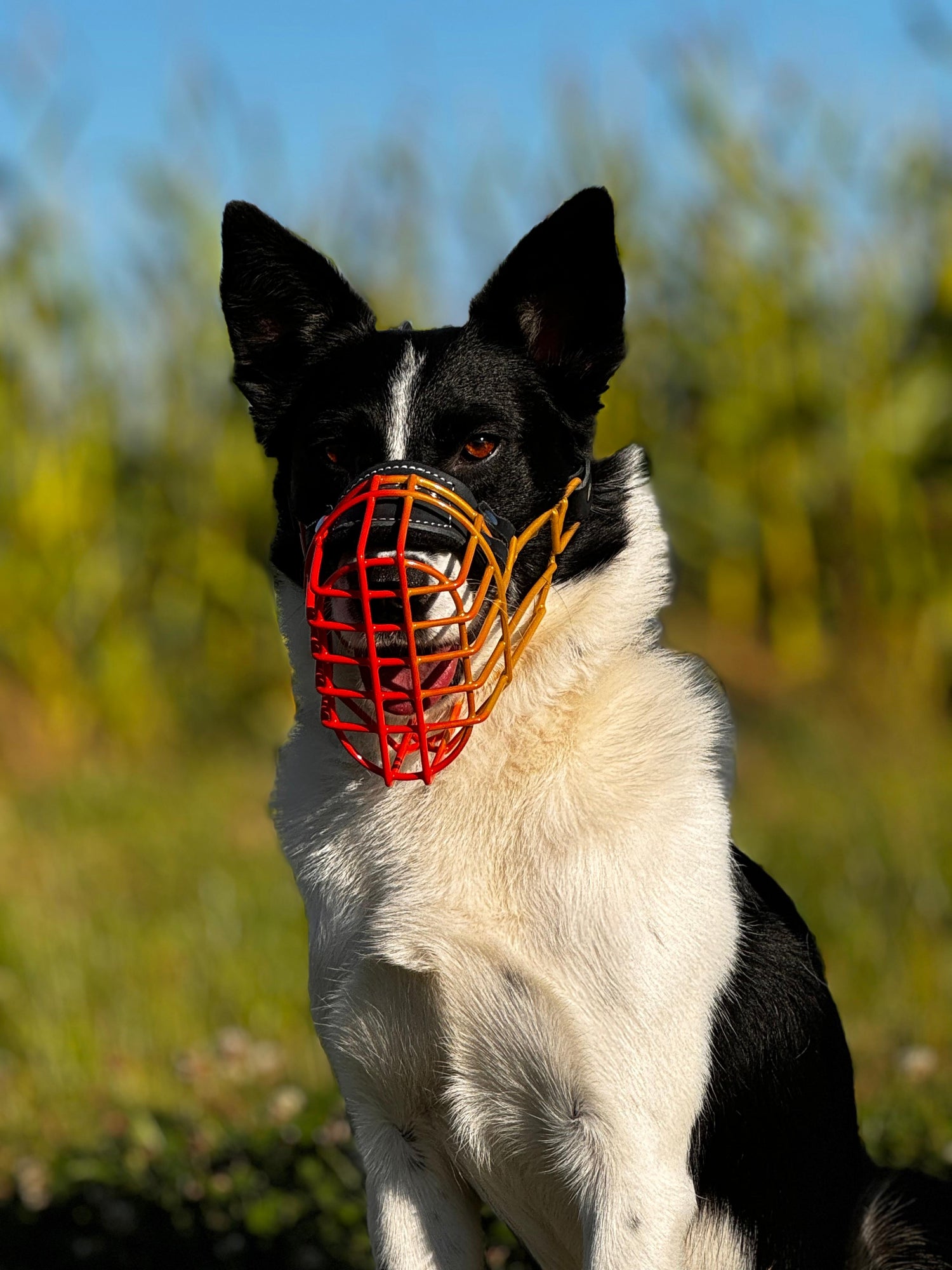 Border Collie Maulkorb Mauli bunt Orange
