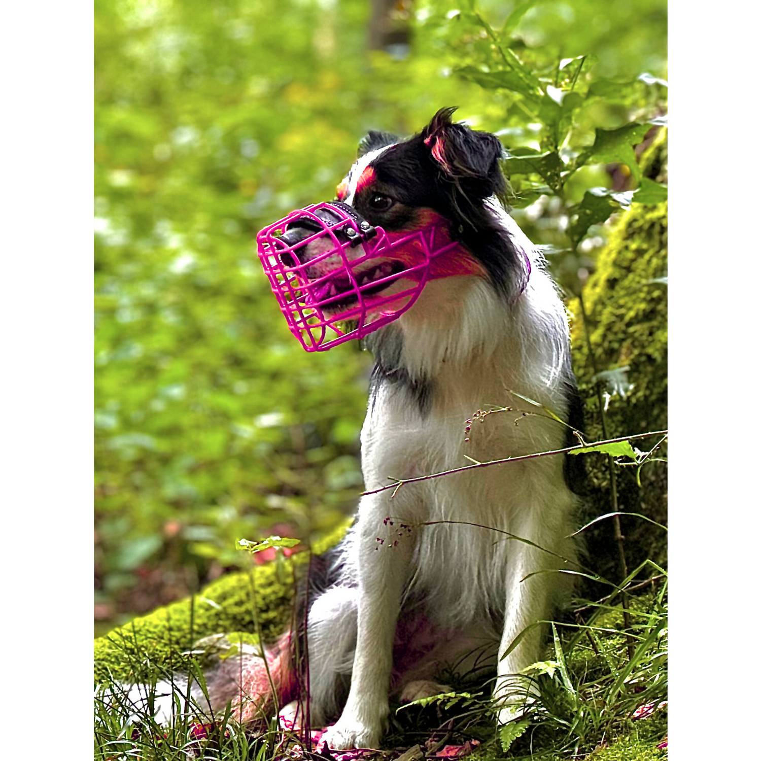 Pink Mauli Maulkorb Australien Shepard Border Collie Fressschutz 