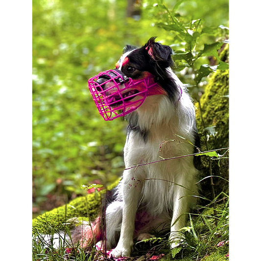 Pink Mauli Maulkorb Australien Shepard Border Collie Fressschutz 