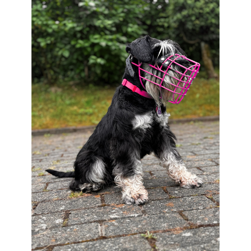 Zwergschnauzer Maulkorb Pink Foxterrier Rüde Cocker Spaniel