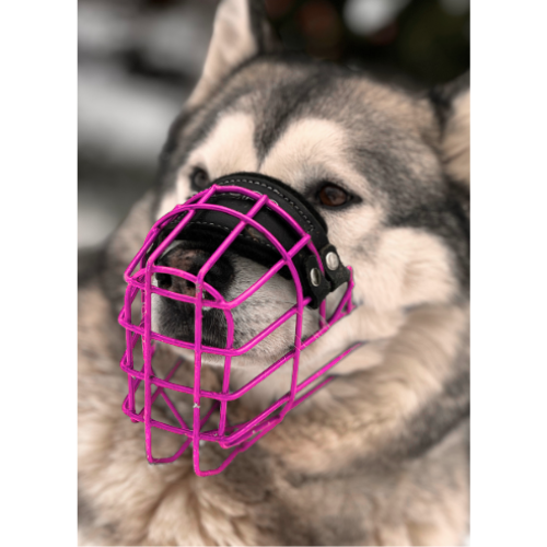 Sibirischer Husky Bunt Maulkorb Mauli Pink Chopo Farbe