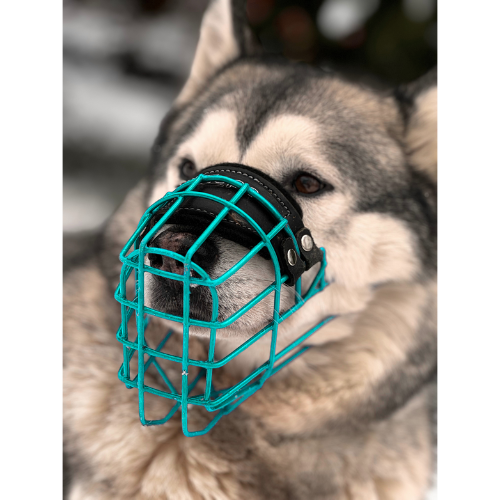 Sibirischer Husky Bunt Maulkorb Mauli Türkis Chopo Farbe