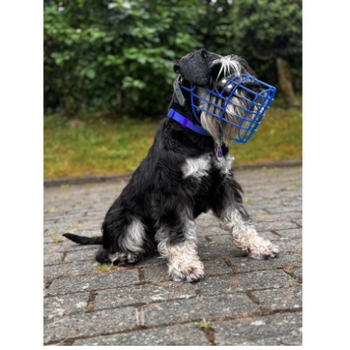 Zwergschnauzer Maulkorb Ozeanblau Foxterrier Rüde Cocker Spaniel