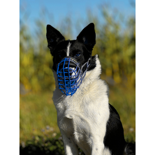 Border Collie Maulkorb Mauli bunt Ozeanblau blau Dunkelblau