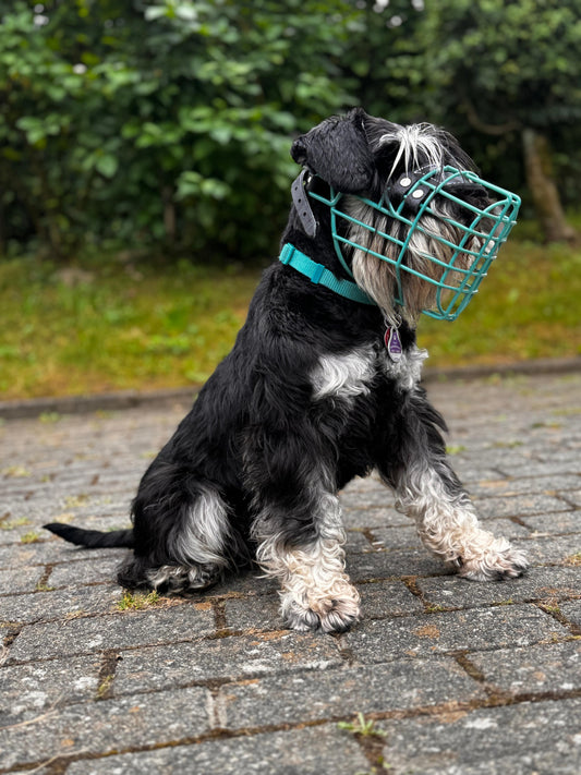 Zwergschnauzer Maulkorb Türkis Foxterrier Rüde Cocker Spaniel