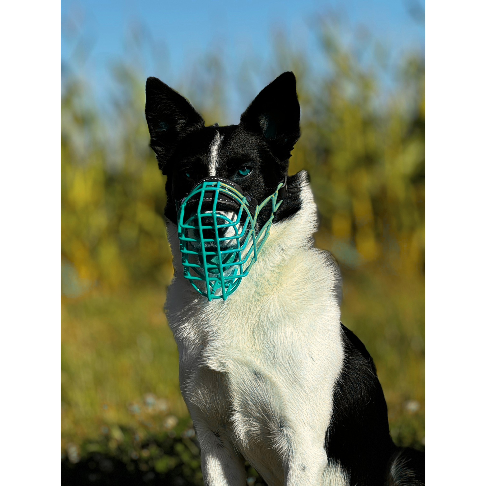 Border Collie Maulkorb Mauli bunt Türkis Chopo 