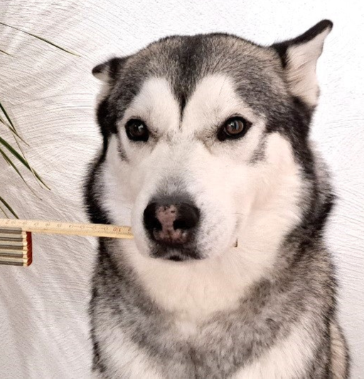 Sibirscher Husky Maulkorb Messanleitung Messen Breite