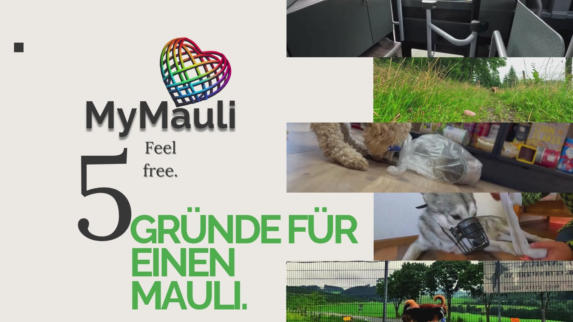 Video laden: Maulkorb Mauli Gründe Grund Werbung Reasons Happy Möbelschutz Giftköderschutz Fressschutz Bus Fahren Rechte Gesetze
