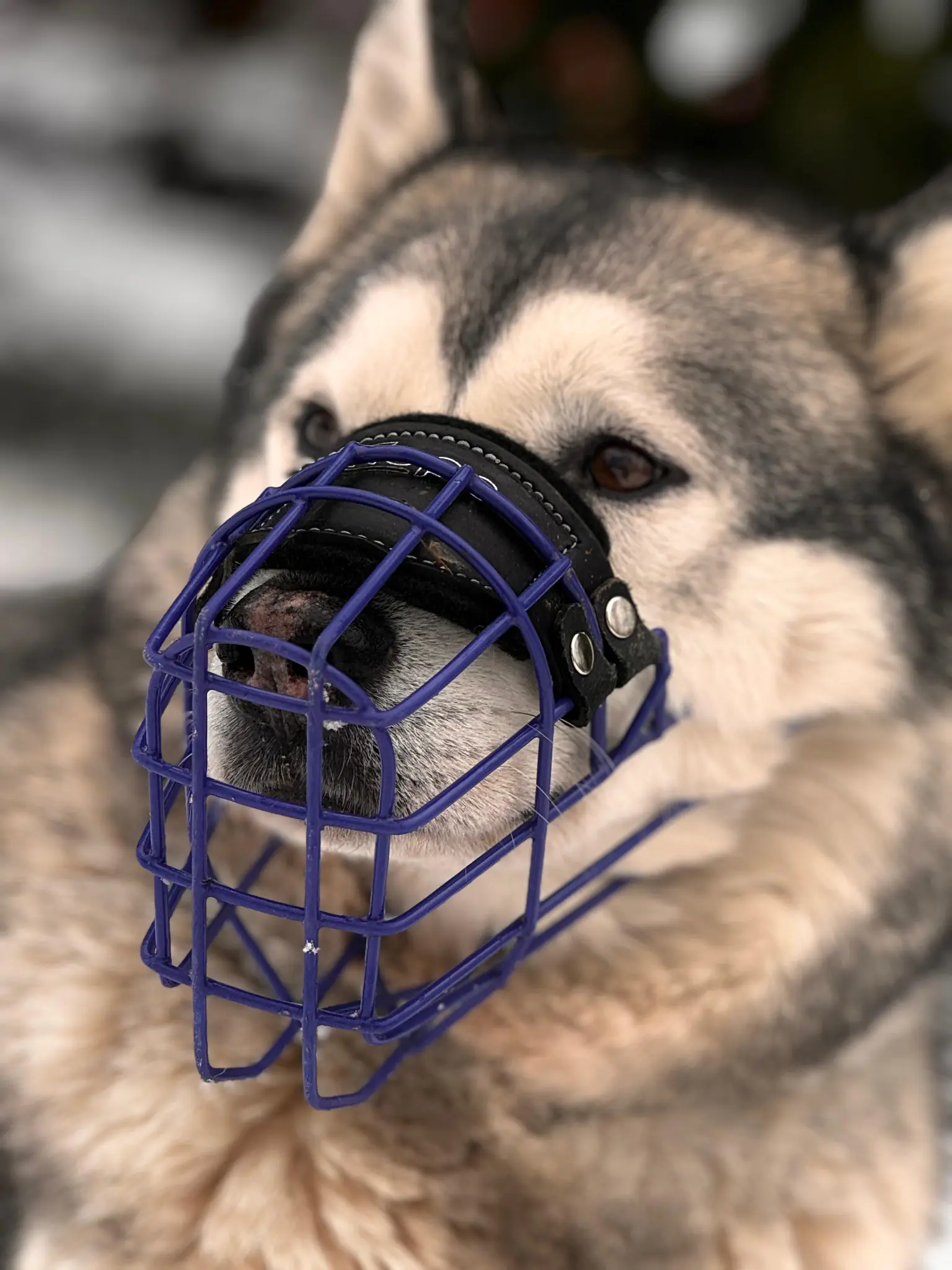 Husky mit blauem gummiertem Maulkorb