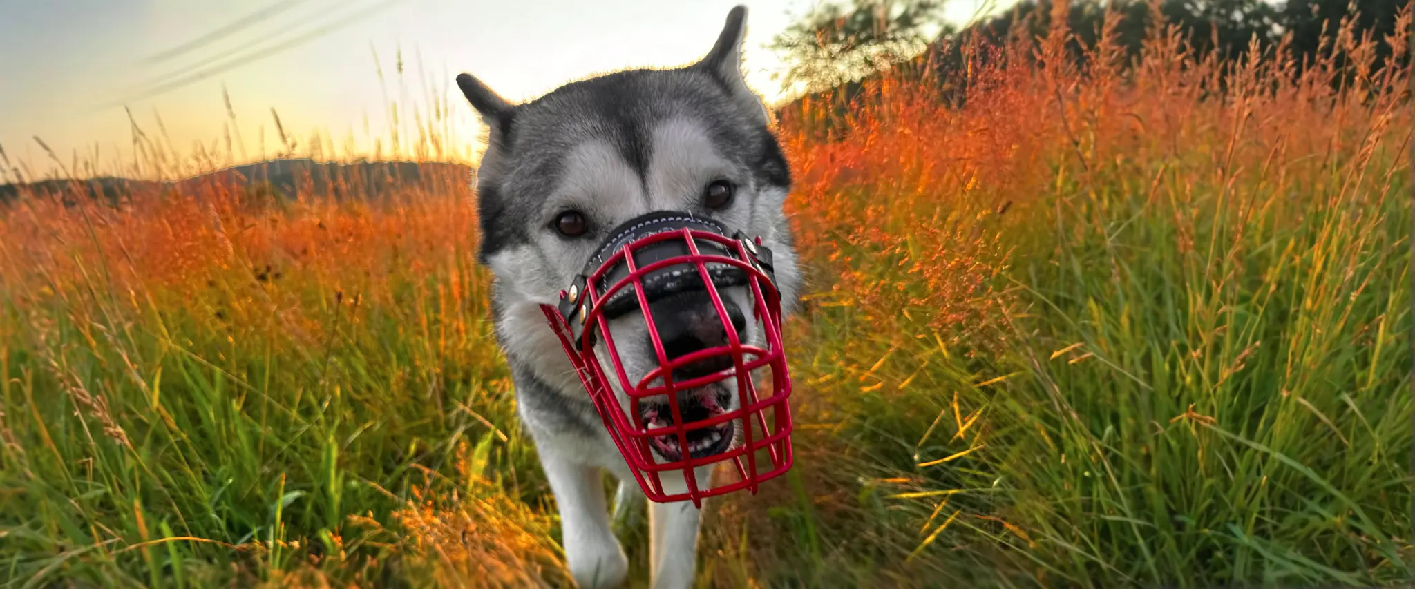 Bunter handgefertigter Maulkorb für Hunde in verschiedenen Farben - MyMauli